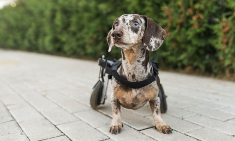5 Tips for Improving a Dog’s Mobility After an Injury