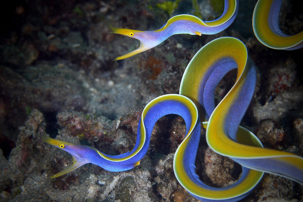 CORHAD Yellow EEL and Shrimp Cage Dedicated EEL Cage Pp 