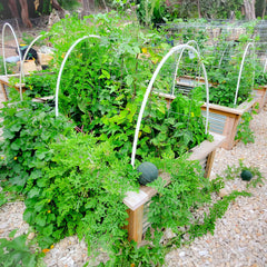 watering tomatoes correctly is key to succesful harvests