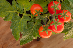 tomatoes grown without herbicides