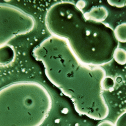 archaea oil eating microbes digesting fossil fuel hydrocarbons