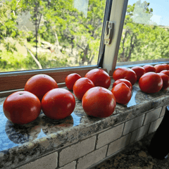 tomatoes grown without herbicides or pesticides