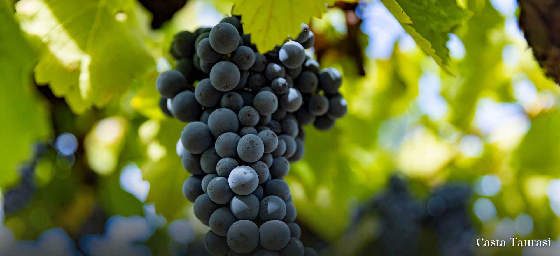 Casta Taurasi, Italia - Glória Wines