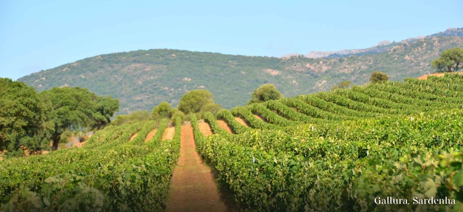 Gallura, Sardegna - Gloria Vini