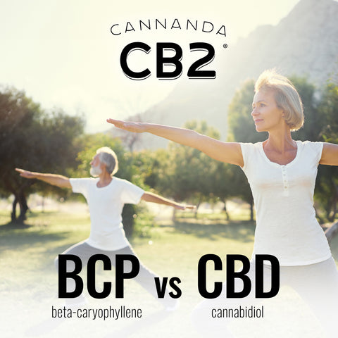 Cannanda—the Inventor of “CB2 Oil”—Cautions Against Using CBD and Beta-Caryophyllene (BCP) Interchangeably