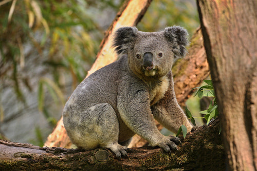 Koala part of rewild australia project