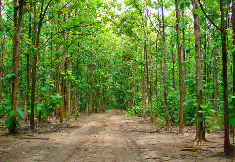 A neat pathway winds through a teak forest, with rows of uniform teak trees standing tall, their green leaves creating a tranquil canopy overhead. The ground is scattered with dry leaves, indicative of a well-maintained teak plantation.