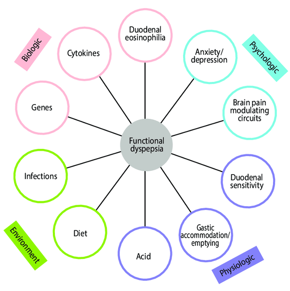 Mechanisms contributing to functional dyspepsia.