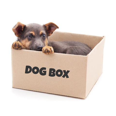 Is a Dog Subscription Box Worth It
