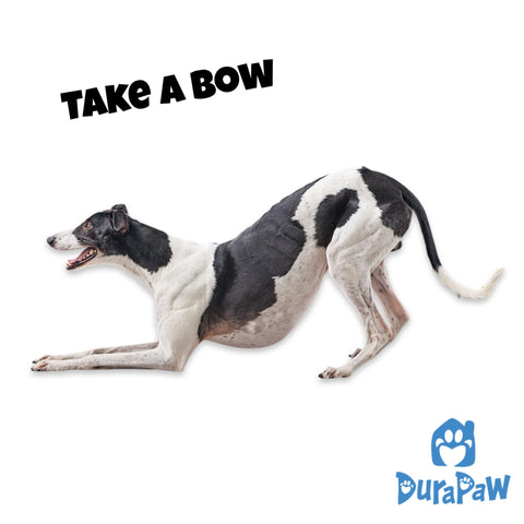 How To Teach Take A Bow Best Dog Tricks