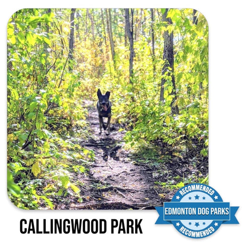 Callingwood Park Edmonton Off Leash Dog Park