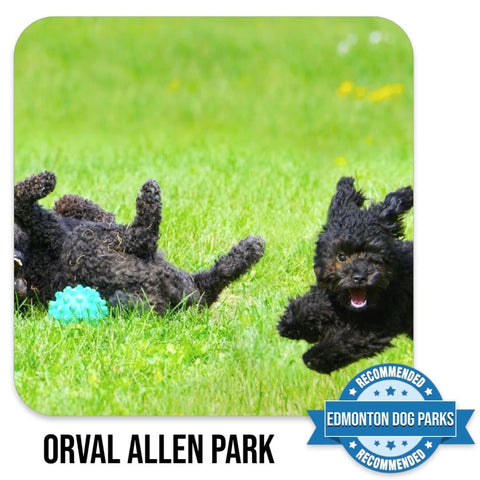 Orval Allen Off Leash Dog Park Edmonton