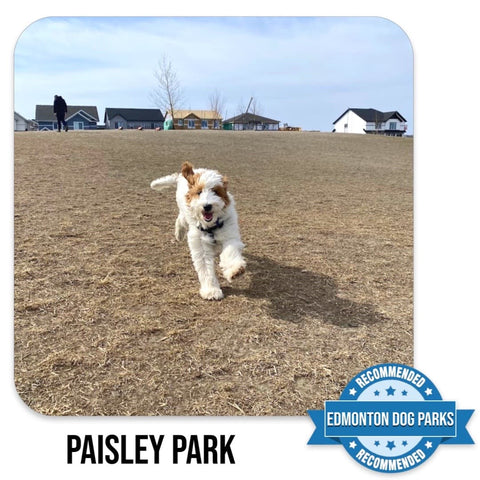 Paisley Small Dogs Edmonton Off Leash Dog Park