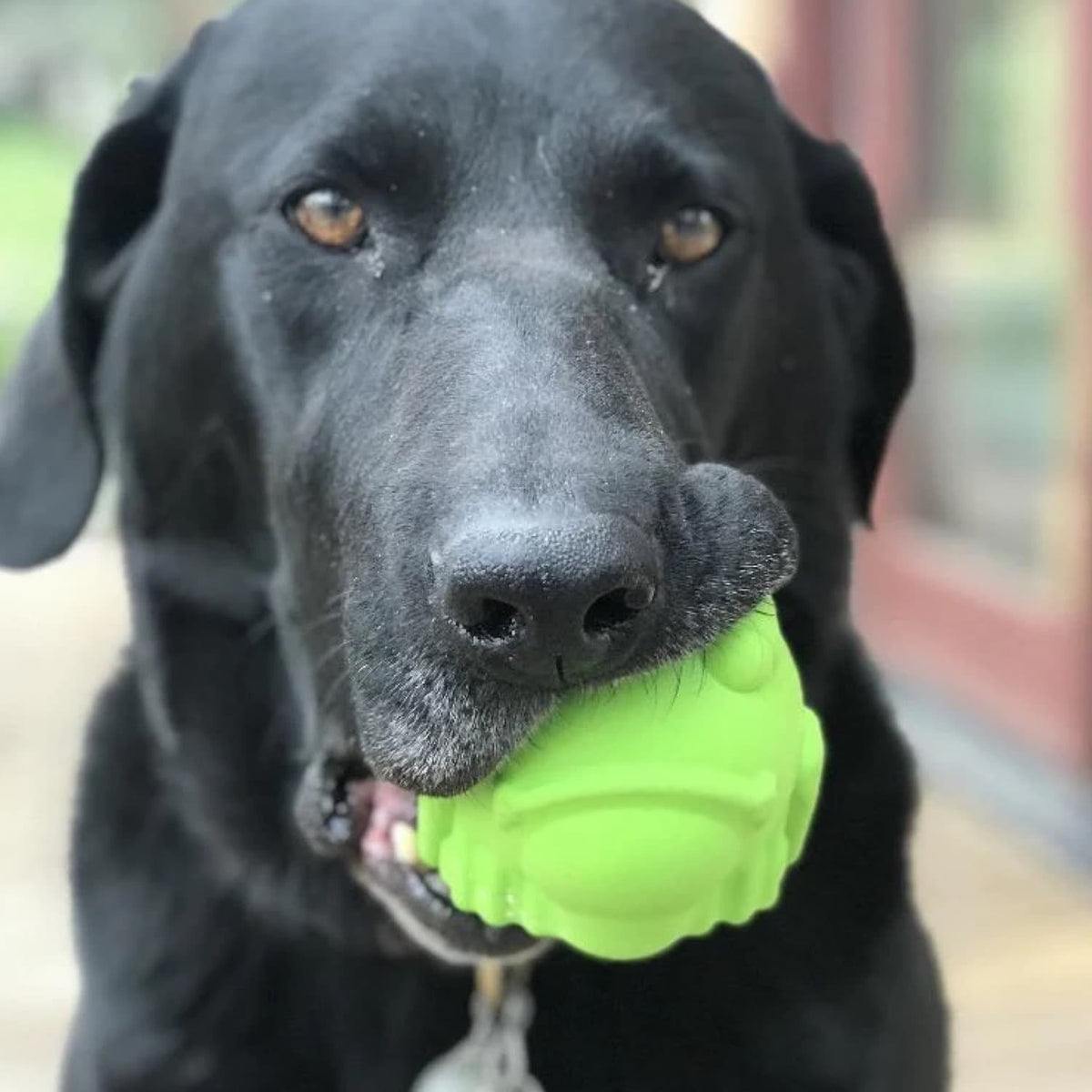 DuraPaw - Dog Toy Treat Dispensers