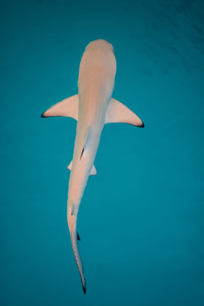 Free stock photo of a shark