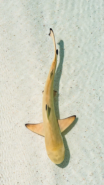 Free stock photo of a shark