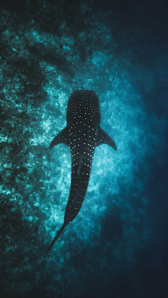 Free stock photo of a whale shark