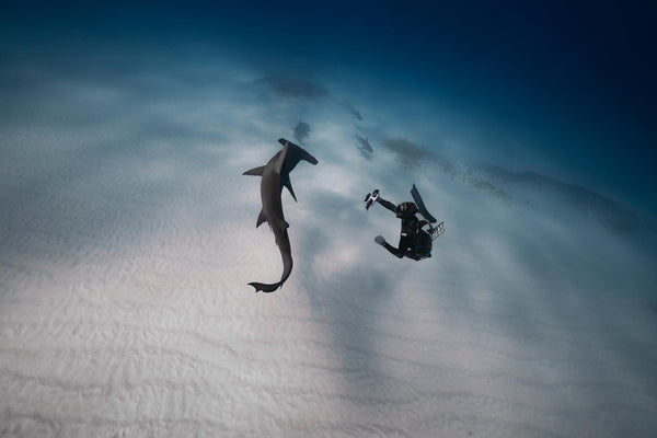 Free stock image of a hammerhead shark and an underwater photographer