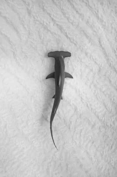 Free black and white stock photo of a hammerhead shark