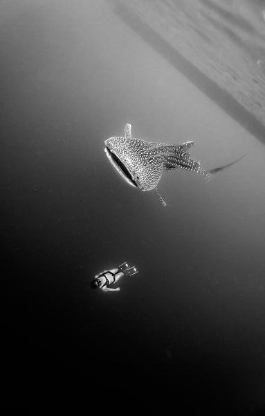 Free black and white stock photo of a whale shark and a diver