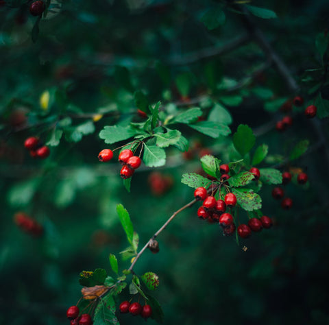 Photo of hawthorn berries by Alexey O on Unsplash