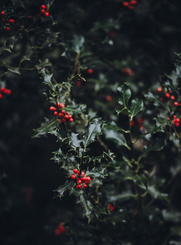 Photo of Holly tree by Annie Spratt on Unsplash