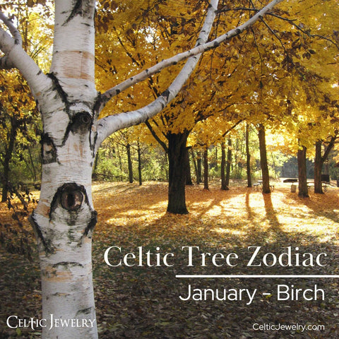 Celtic Tree Zodiac for January is Birch