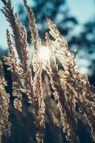 Photo of Reed by Julia Mendrok on Unsplash