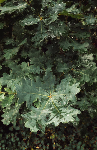 Photo of oak leaves by Kadir Celep on Unsplash