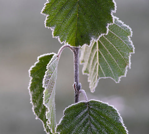 Photo of Alder tree by Olli Kilpi on Unsplash