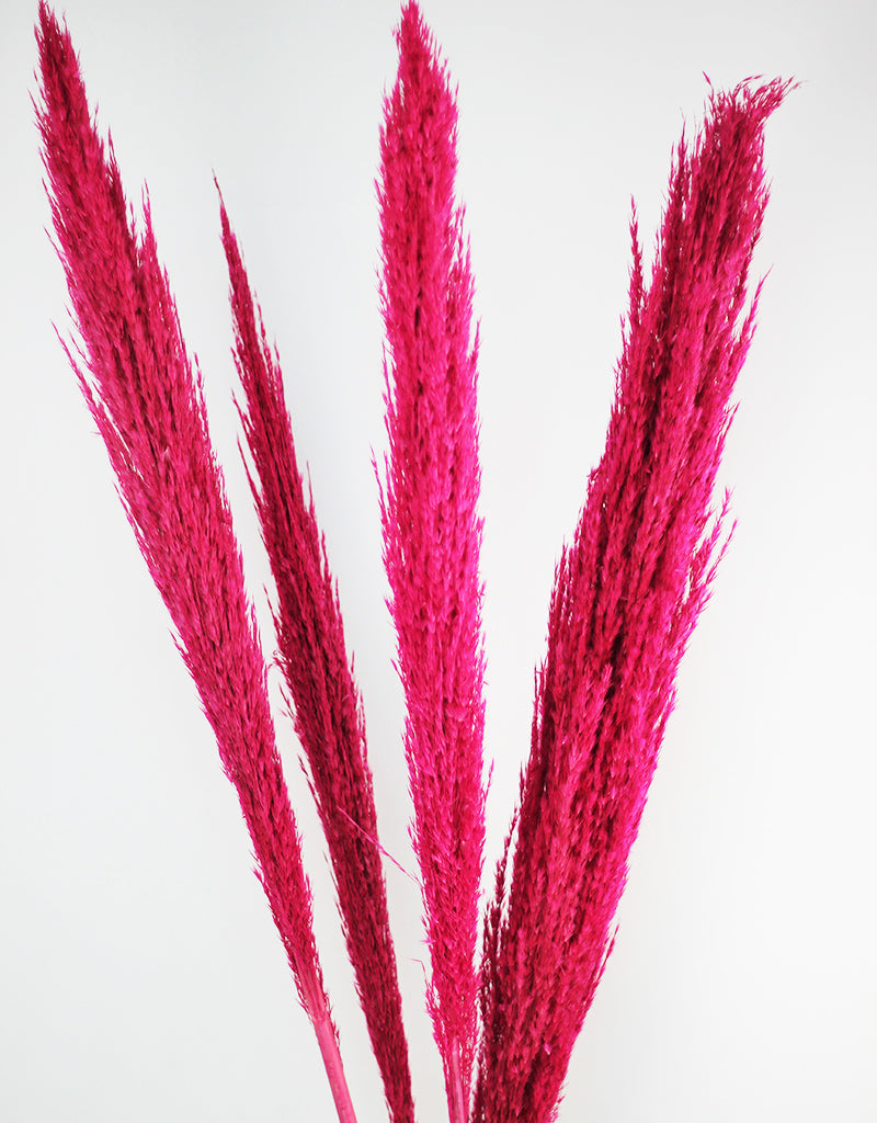 Hot pink Pampas Grass - 110cm