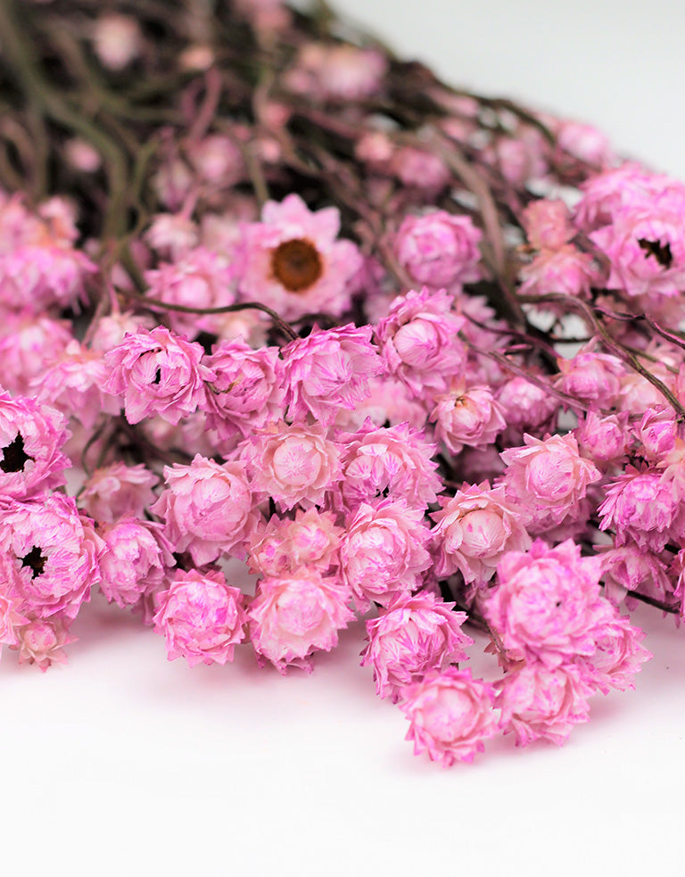 Dried Spray roses - pink / DRIED Flowers UK – DRIED Limited