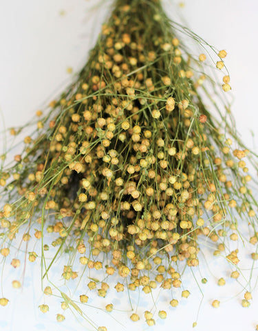 dried mimosa