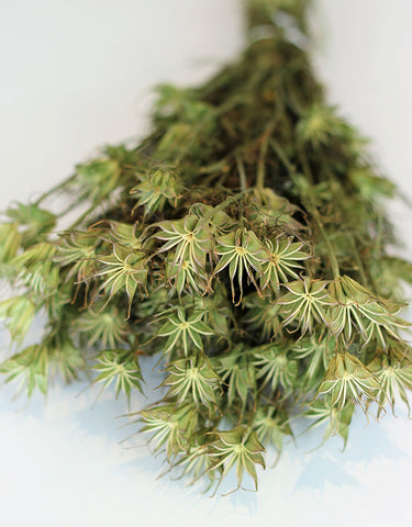 Dried Nigella Orientalis