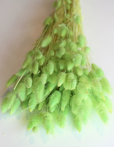 dried bunny tails stems