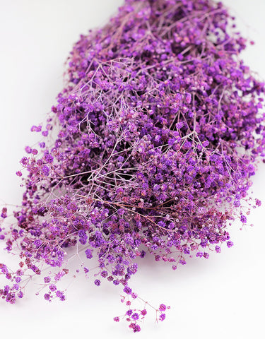 preserved gypsophila