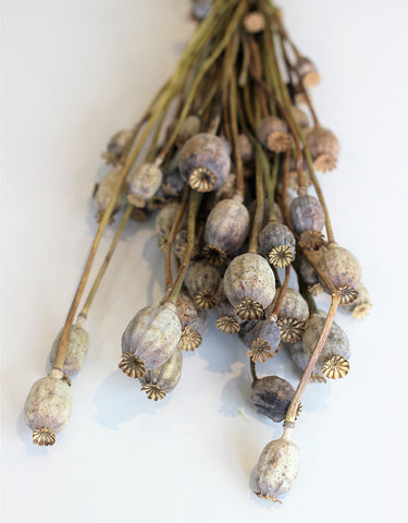 dried poppy heads in UK