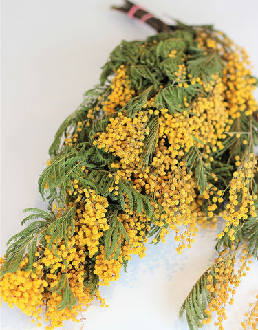 Dried Mimosa Flowers