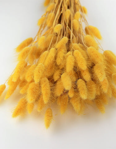 dried bunny tails