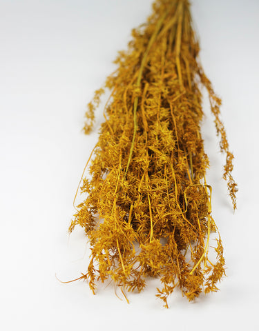 Dried Beta Grass