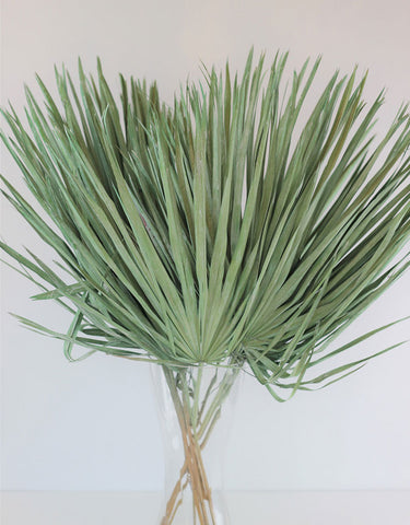 Large Dried Chamaerops Palm 