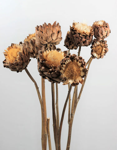dried artichokes