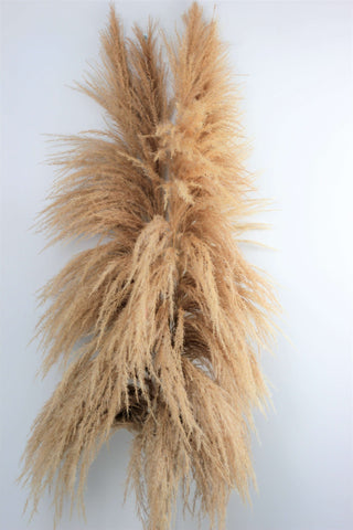 Dried Pampas Grass - Natural Semi Bleached, XL, 120 cm per Stem