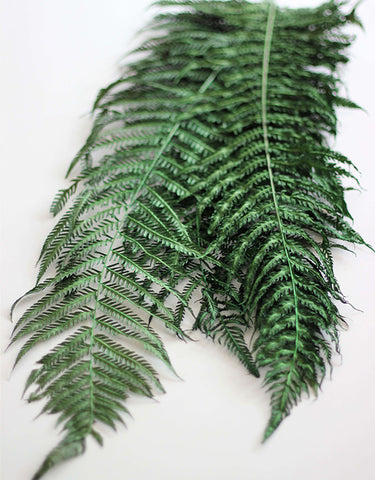 dried fern