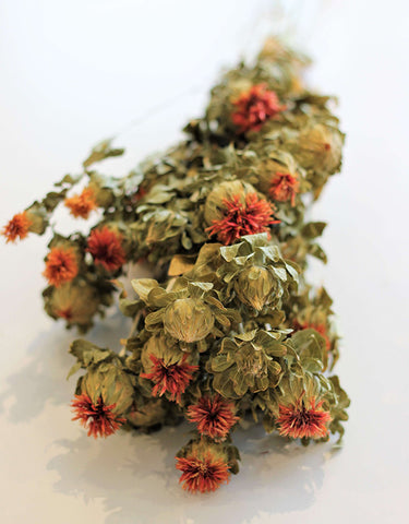 dried flower wholesale