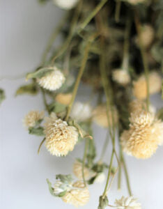 dried flower stems