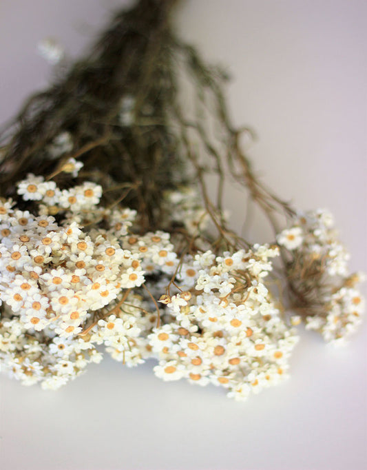 buld dried flowers UK