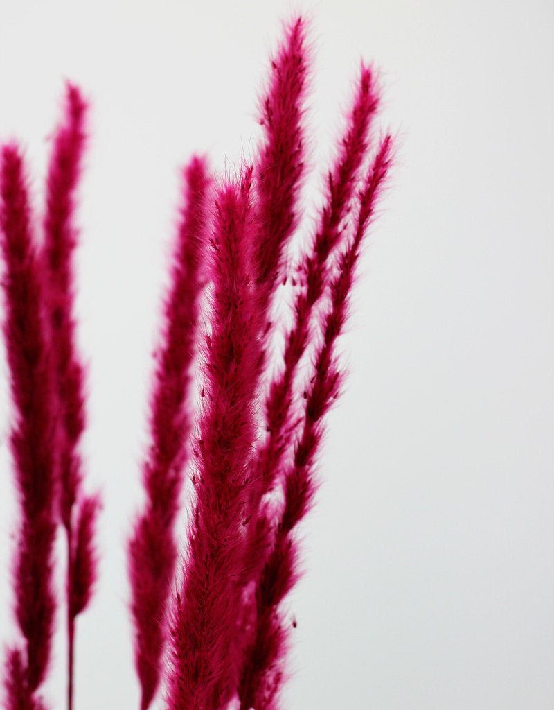 CORTADERIA DYED CERISE (PAMPAS GRASS) 120cm  Wholesale Dutch Flowers &  Florist Supplies UK