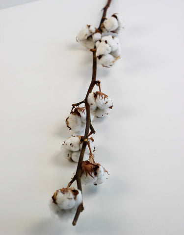 Dried Gossypium (Cotton)