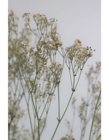 Baby's Breath UK